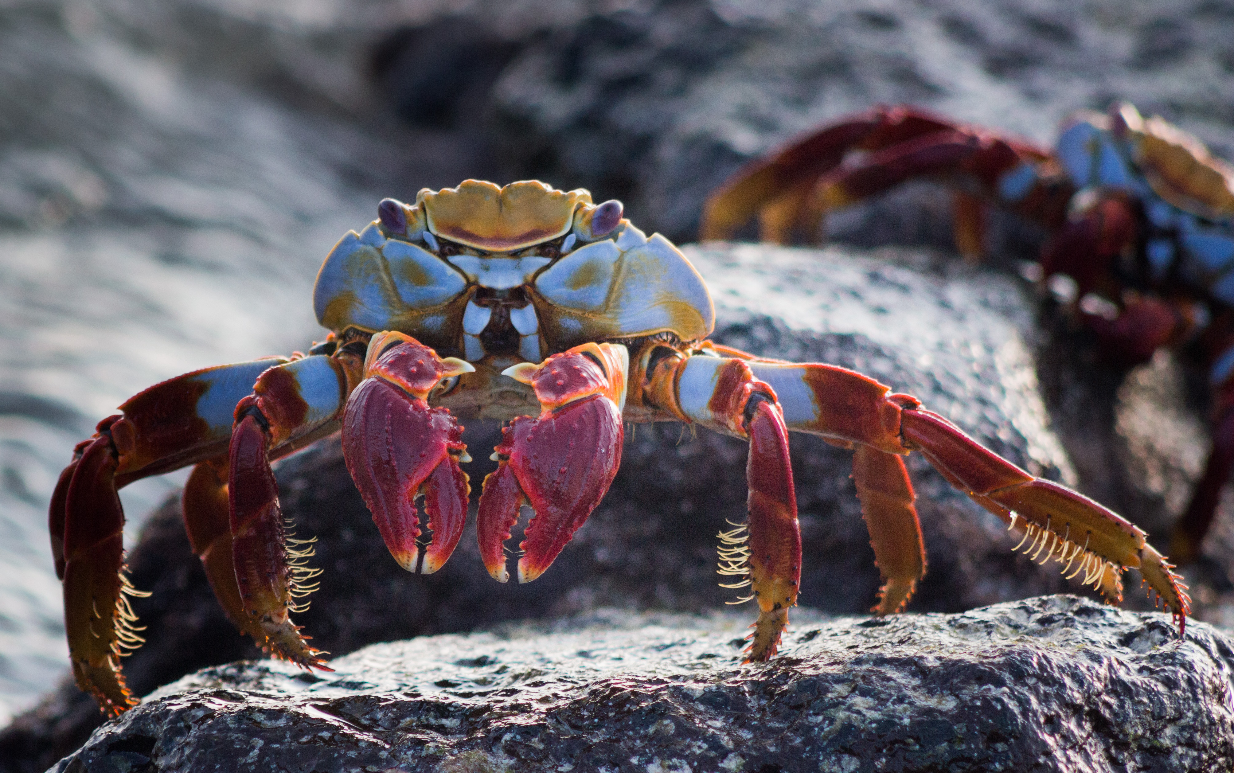 Sally Lightfoot Crab | Shutterbug